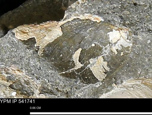 Limopsis striatopunctatus