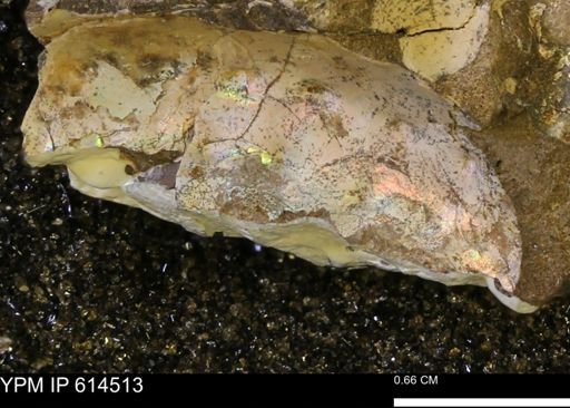 undet. Ammonoidea
