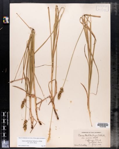 Carex muehlenbergii