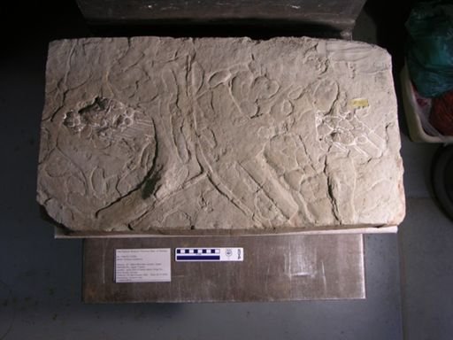Atreipus acadianus