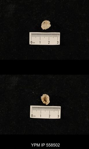 Derbyia sp.