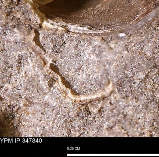undet. Bivalvia