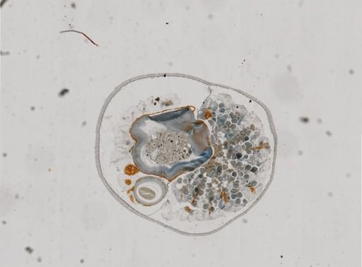Phoronopsis harmeri