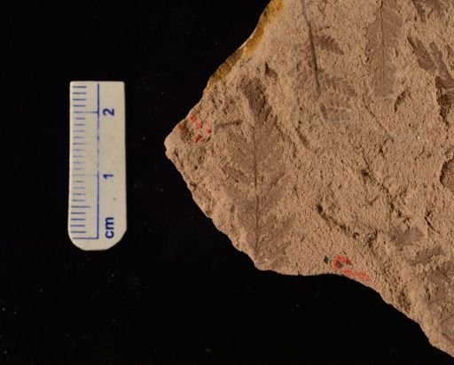 Cladophlebis sp.