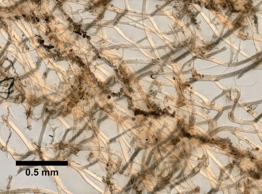 Spongia graminea tampa