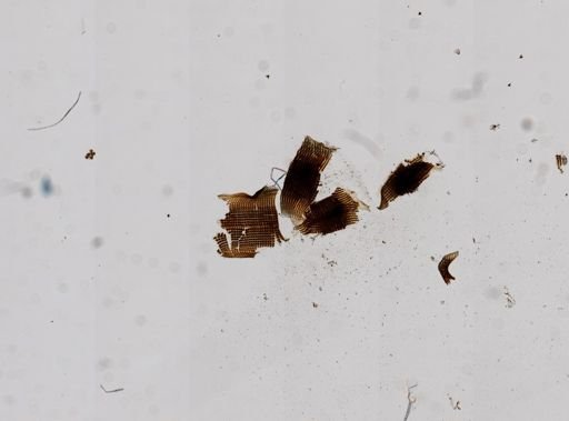 Vorticifex effusa