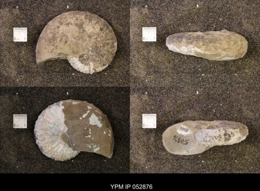Discoscaphites gulosus
