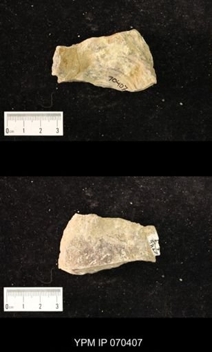 Heliolites nucella
