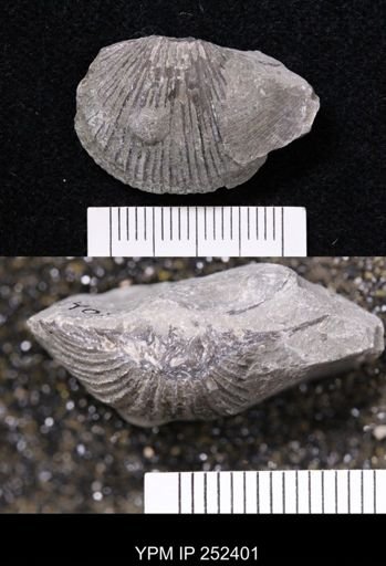 Dinorthis porcata