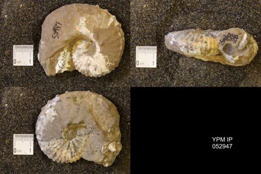 Discoscaphites gulosus