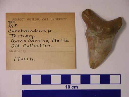 Carcharodon sp.