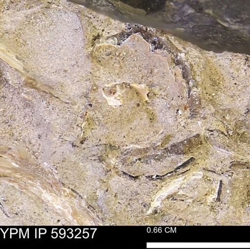 undet. Mollusca