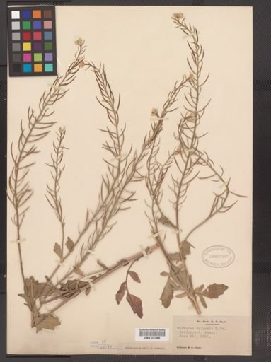 Barbarea vulgaris