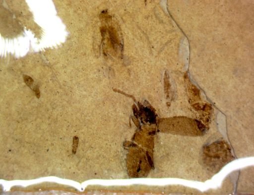 undet. Coleoptera