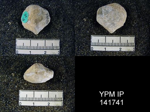 Athyris capillata