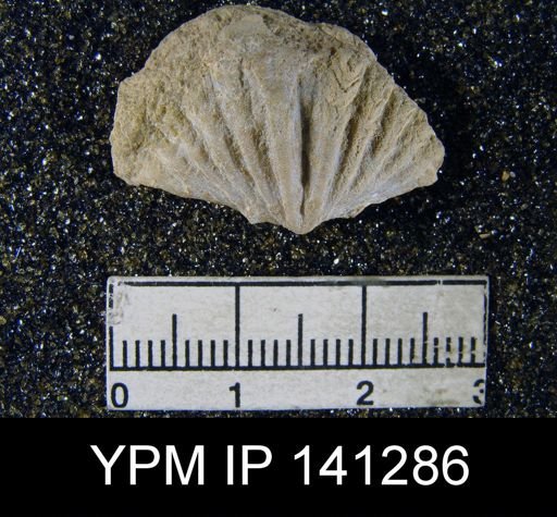 Spiriferina (Punctospirifer) cristata