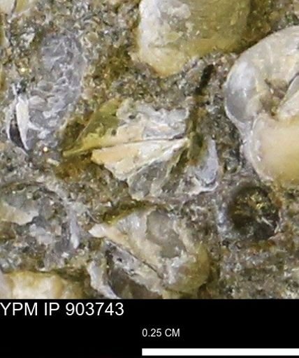 Corbulamella sp.