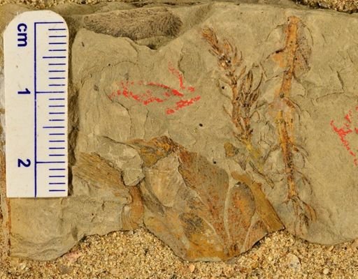 Asterophyllites