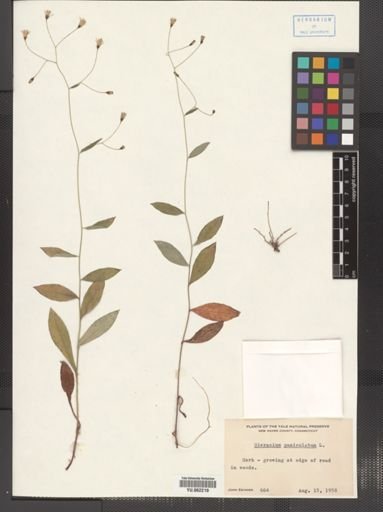 Hieracium paniculatum
