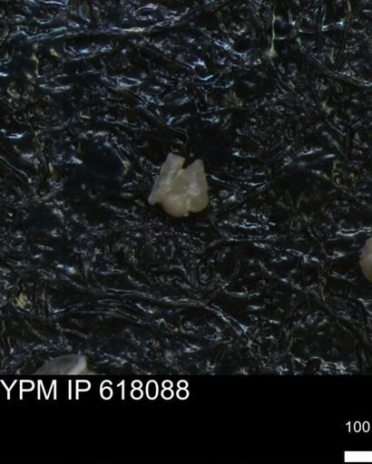 undet. Heterohelicidae