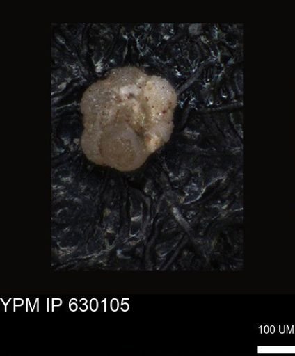 undet. Foraminiferida