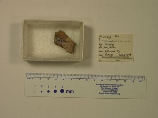 Archaeohyrax suniensis