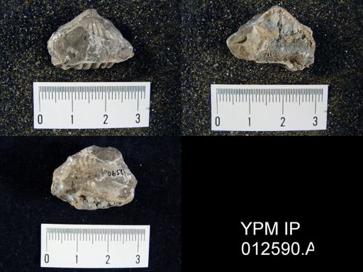 Camarophoria venusta