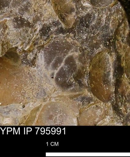 undet. Bivalvia