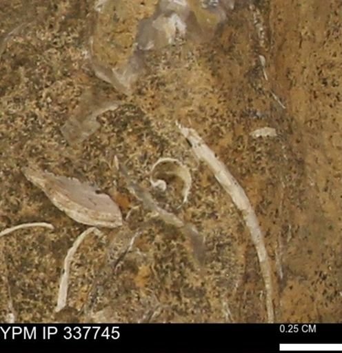 undet. Bivalvia