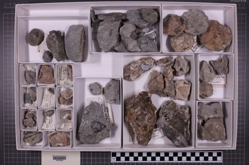 mixed taxa, stratigraphic collection