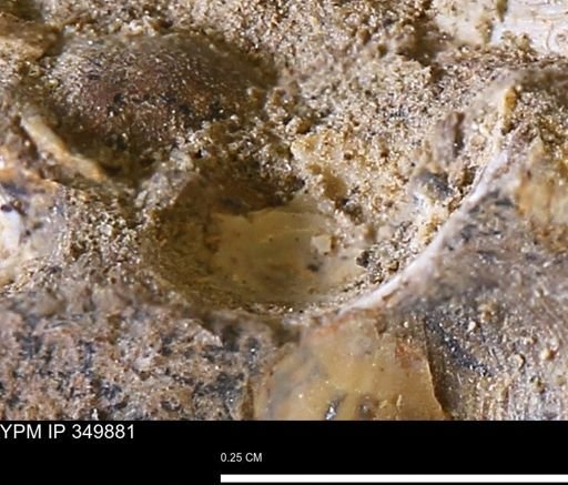 undet. Bivalvia