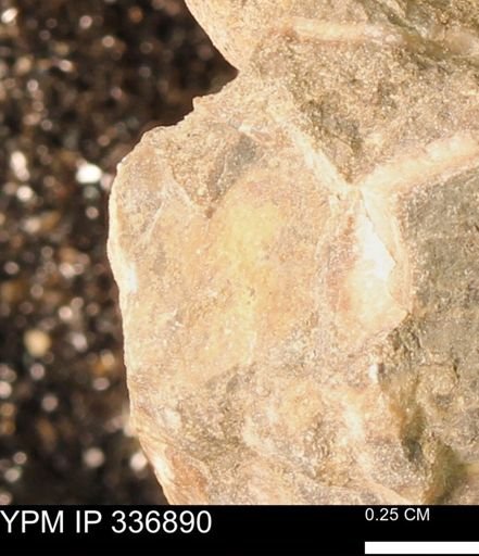 undet. Mollusca