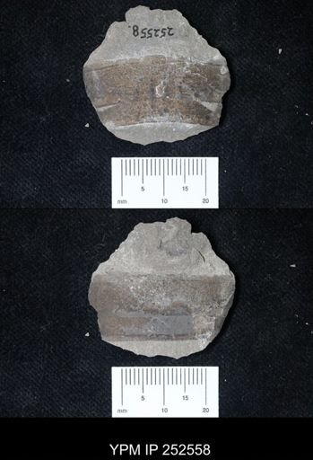 undet. Eurypterida