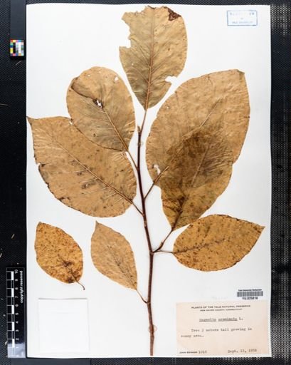Magnolia acuminata