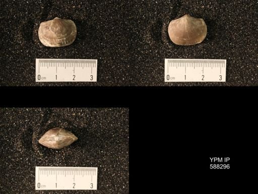 Pionodema uniplicata