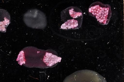 Torquatella dissimilis