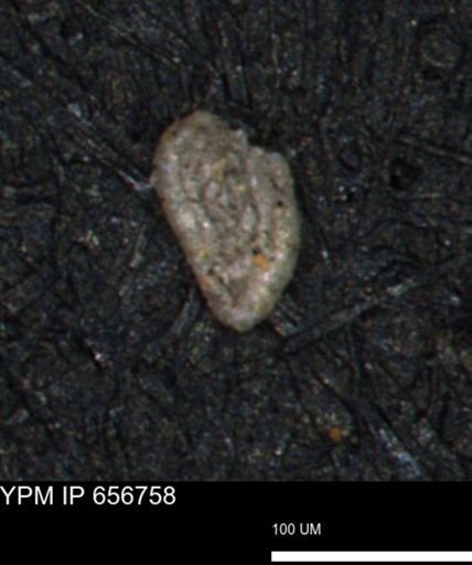 Spirolocammina planula