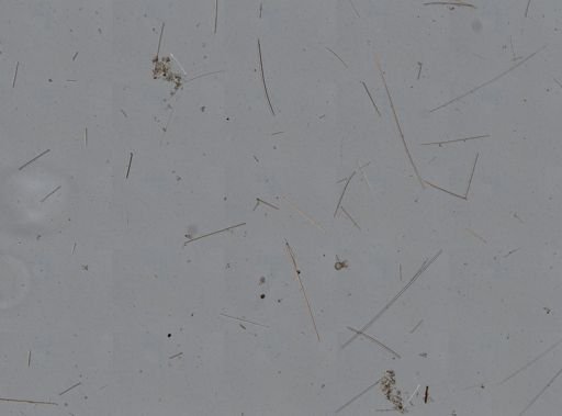 Axinella