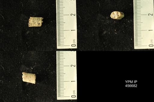 Baculites sp.