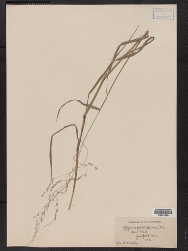 Glyceria pallida