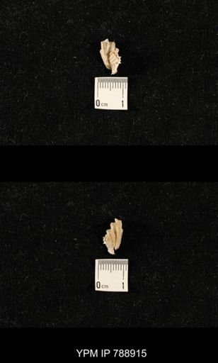 undet. Brachiopoda