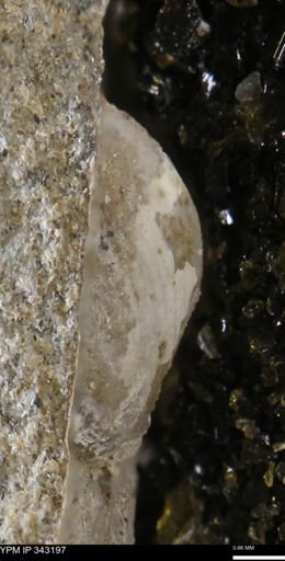 undet. Bivalvia