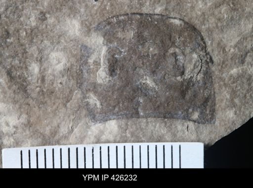 Eurypterus sp.