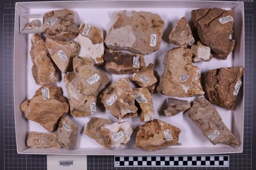 mixed taxa, stratigraphic collection