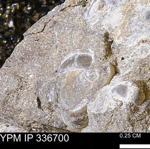 undet. Mollusca