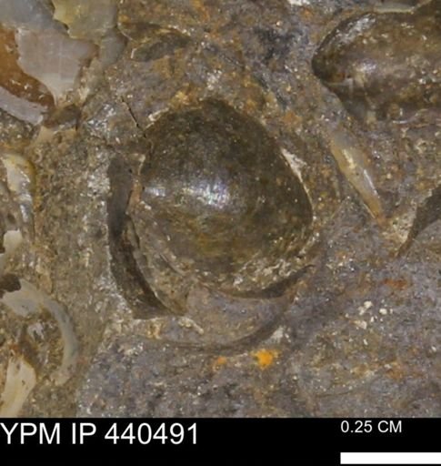 Protocardia subquadrata