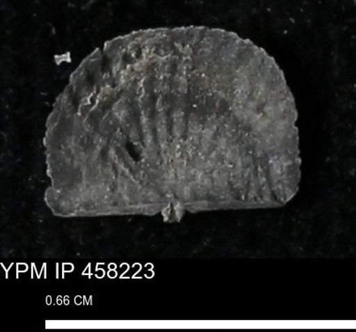 Chonetes mucronatus