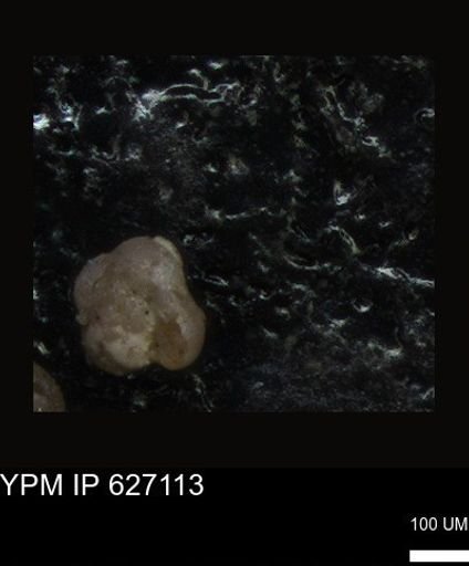 undet. Foraminiferida