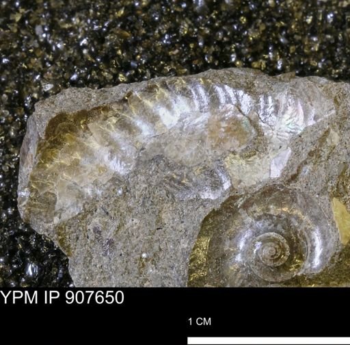 Hoploscaphites sp.