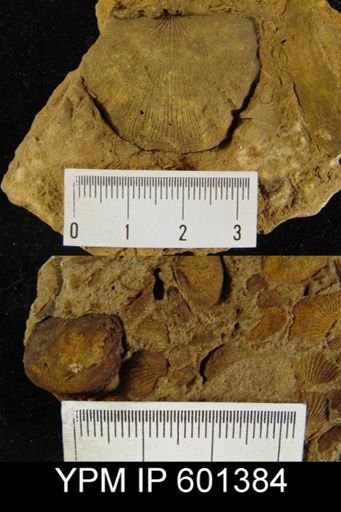 Craniella sp.